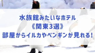 水族館みたいなホテル《関東3選》水槽があるホテルや部屋からイルカやペンギンが見られるホテルもご紹介